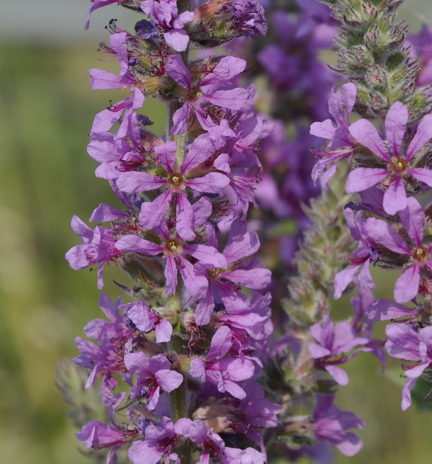 Image of Lythrum tomentosum specimen.