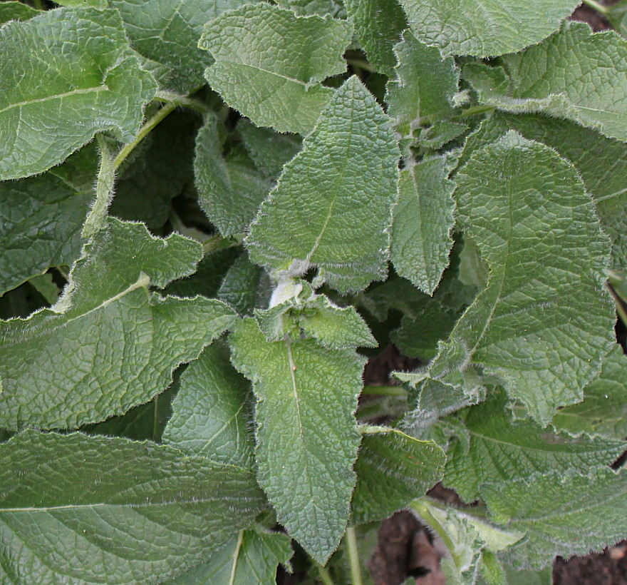 Image of Salvia verticillata specimen.