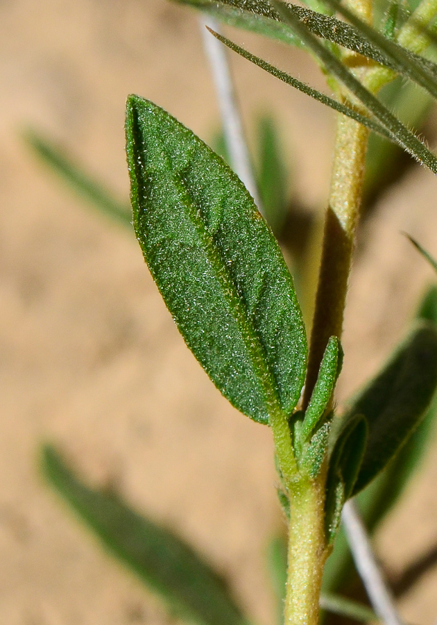 Image of Helianthemum ventosum specimen.