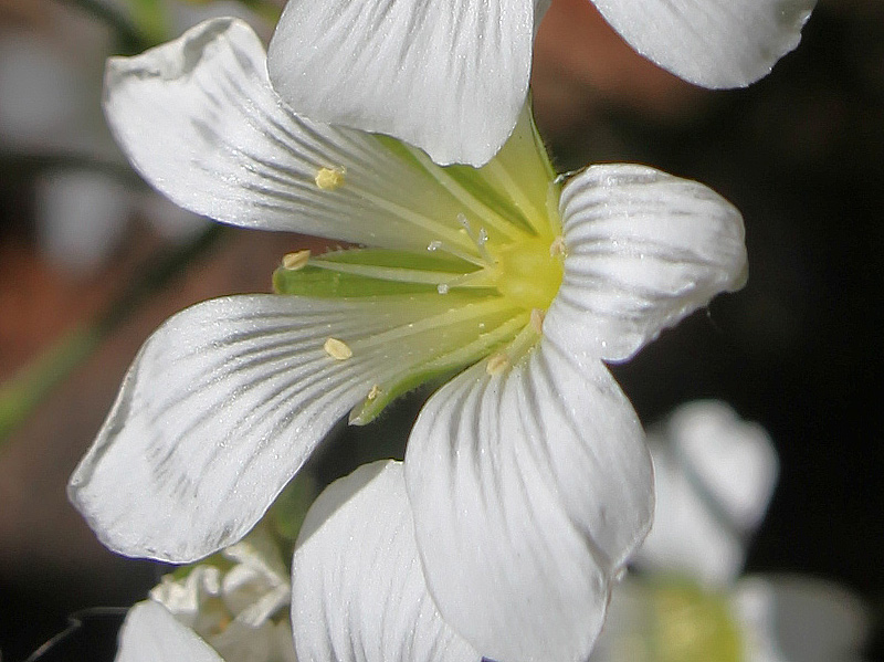 Изображение особи Minuartia circassica.