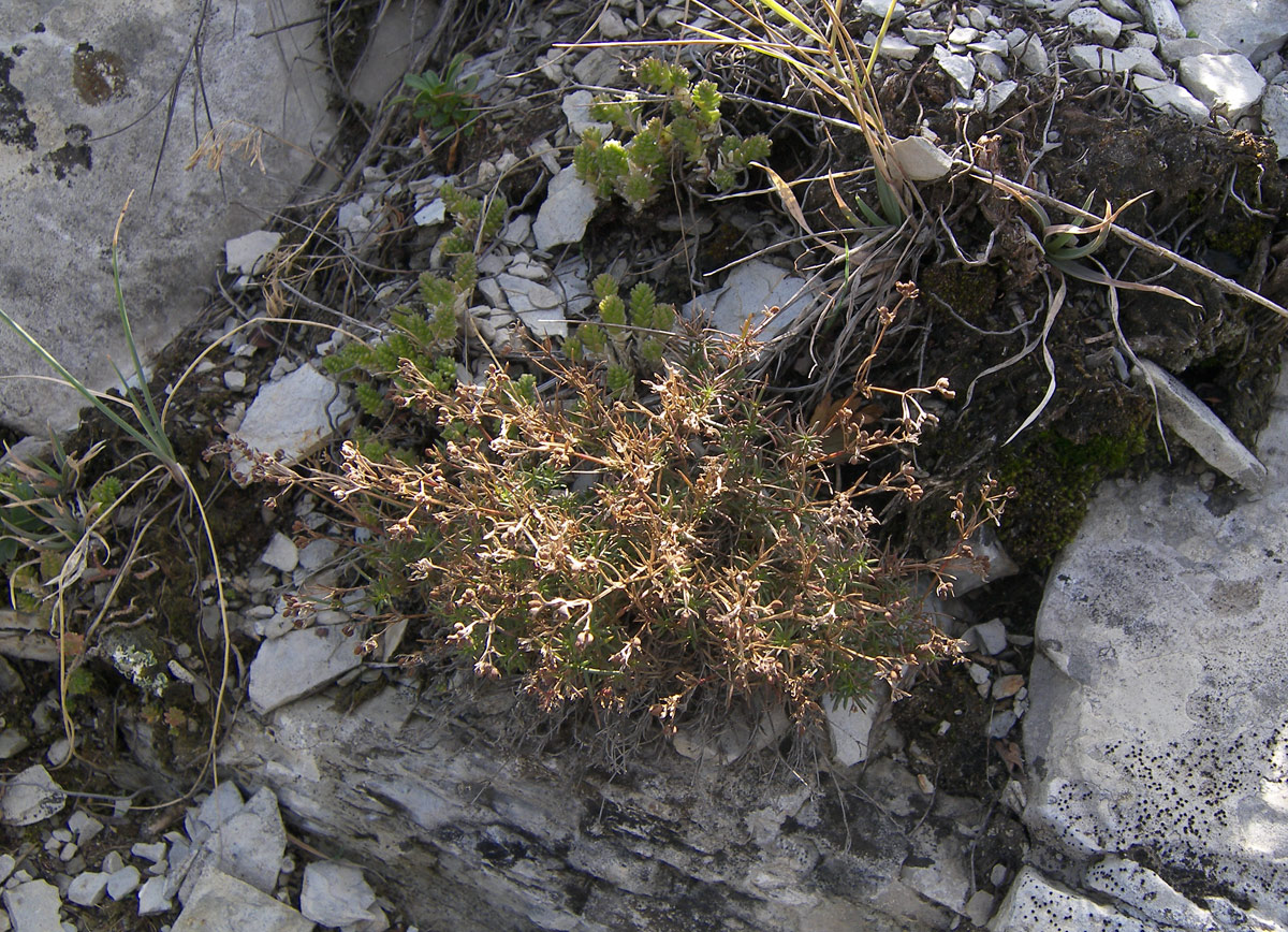 Изображение особи Asperula pedicellata.