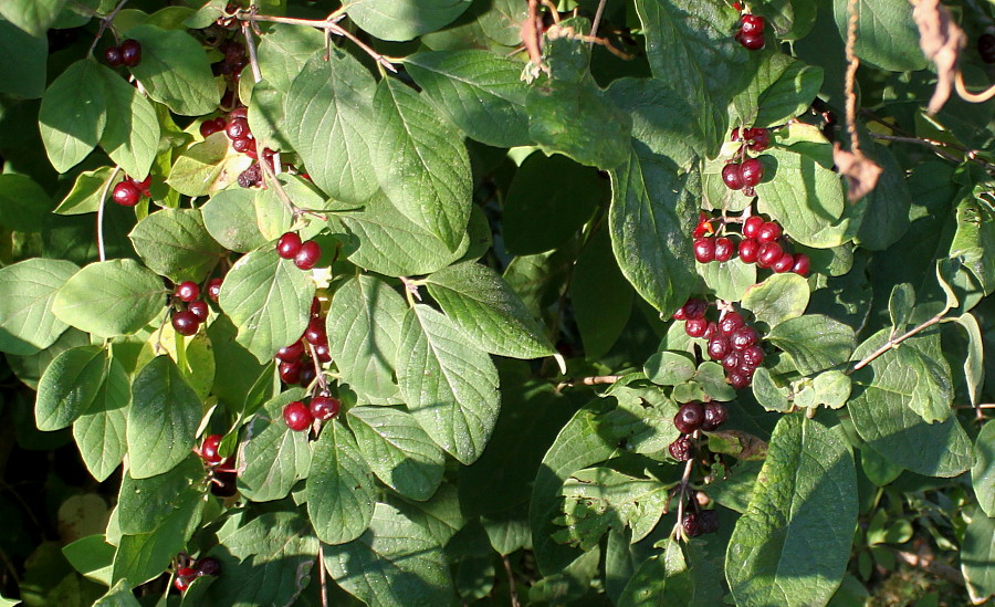 Image of Lonicera xylosteum specimen.