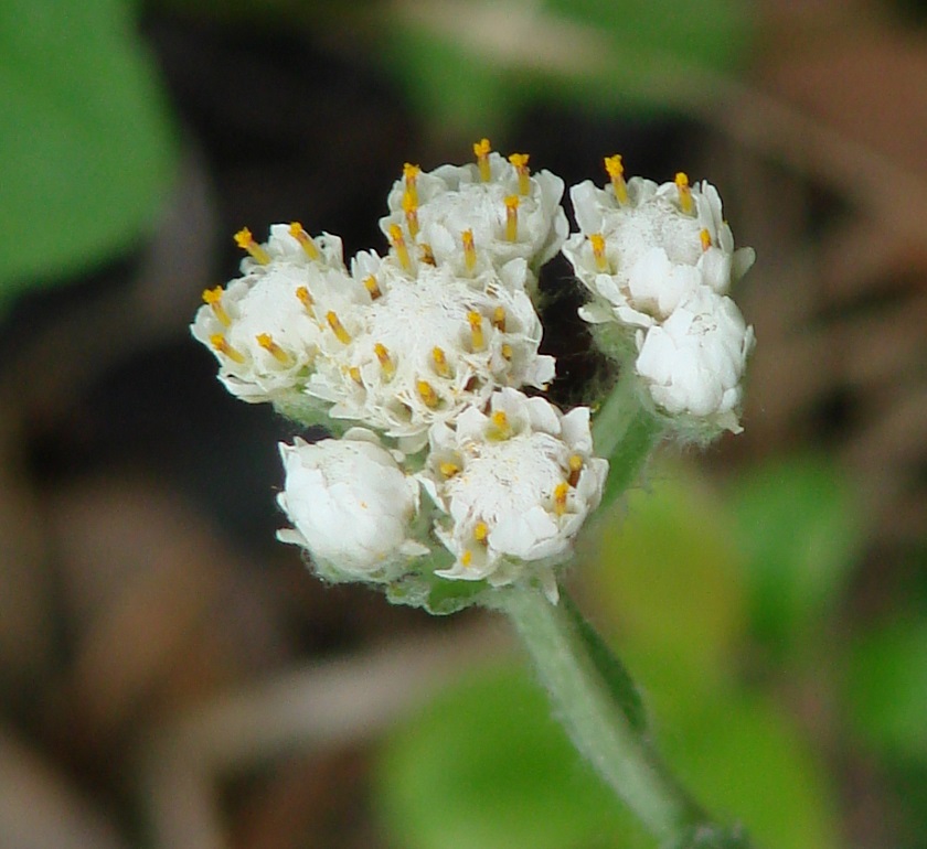 Image of Antennaria dioica specimen.