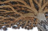 Dracaena cinnabari. Ветви взрослого дерева. Сокотра, плато Хомхи. 29.12.2013.