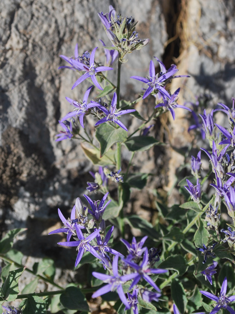 Image of Sergia regelii specimen.