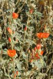Sphaeralcea ambigua. Побеги с цветками. США, Калифорния, Joshua Tree National Park. 19.02.2014.