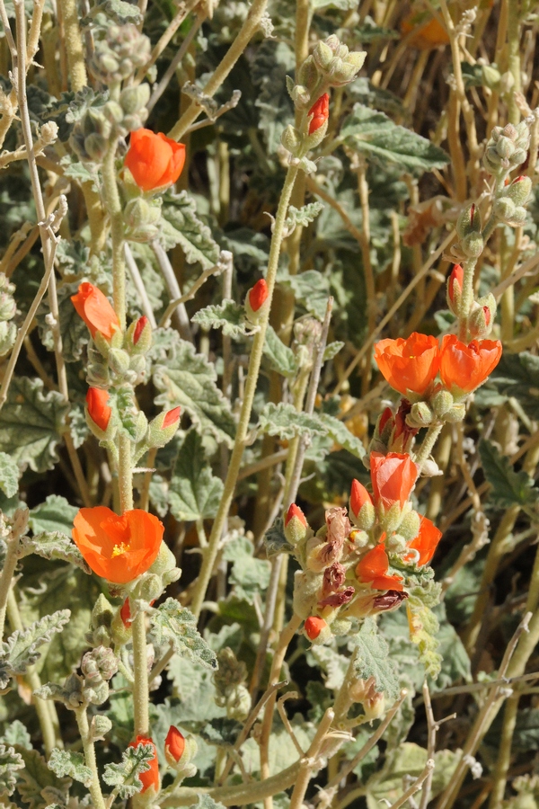 Image of Sphaeralcea ambigua specimen.