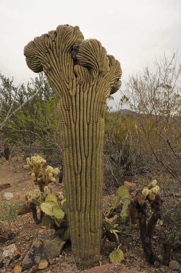 Image of Carnegiea gigantea specimen.