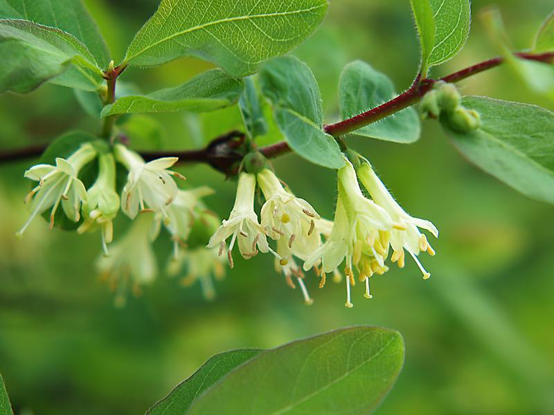 Изображение особи Lonicera caerulea.