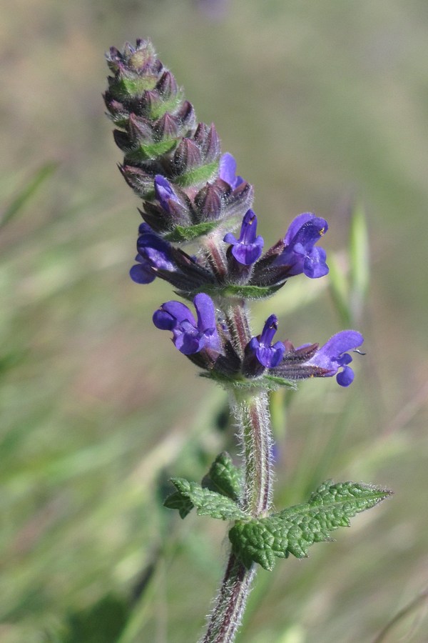 Image of Salvia verbenaca specimen.