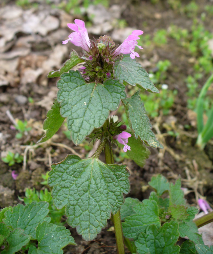 Image of Lamium purpureum specimen.