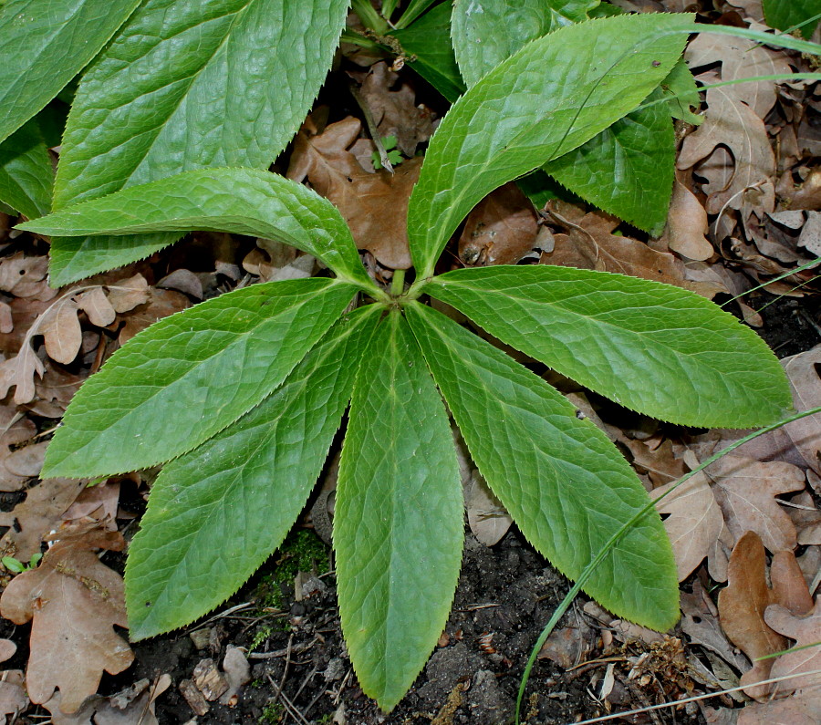 Изображение особи Helleborus dumetorum.