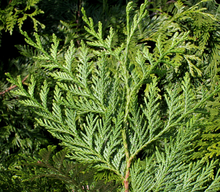 Image of Thuja occidentalis specimen.