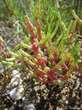 Salicornia perennans