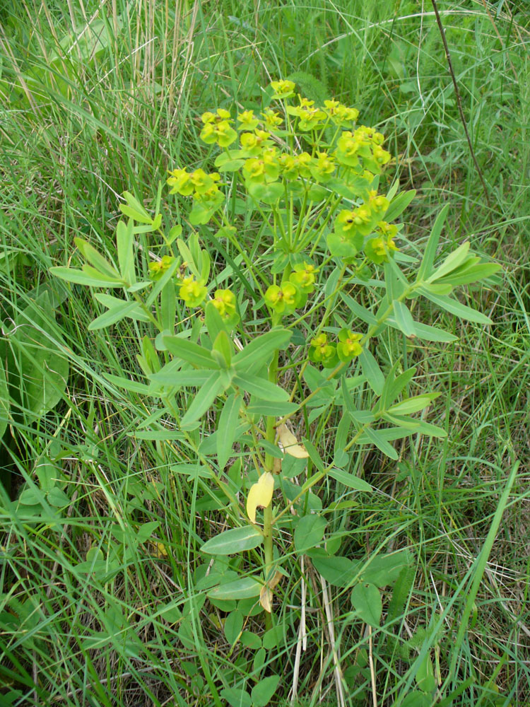 Image of genus Euphorbia specimen.