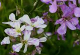 Hesperis matronalis. Цветки. Германия, г. Дюссельдорф, Ботанический сад университета. 02.06.2014.