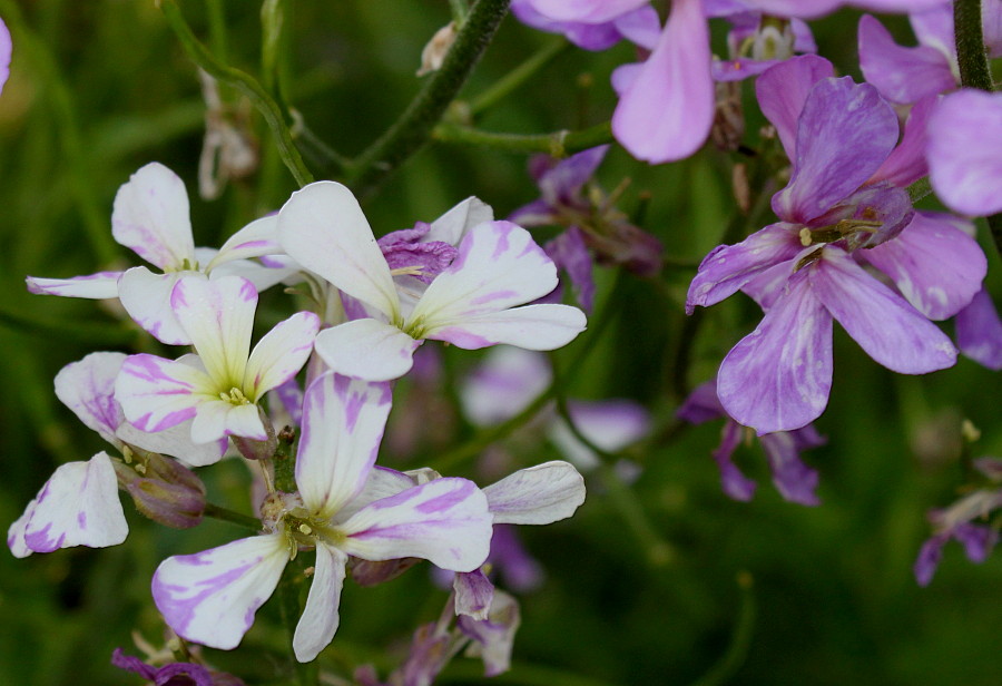 Image of Hesperis matronalis specimen.