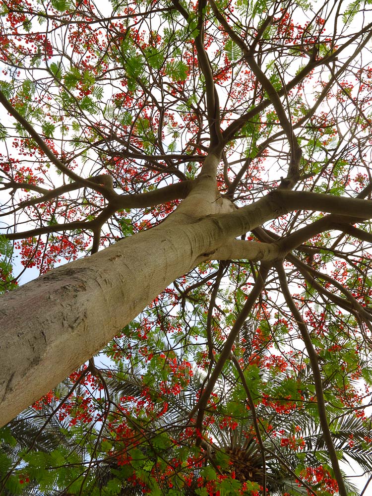 Image of Delonix regia specimen.