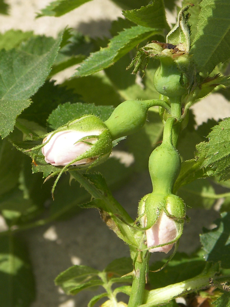 Image of Rosa balsamica specimen.