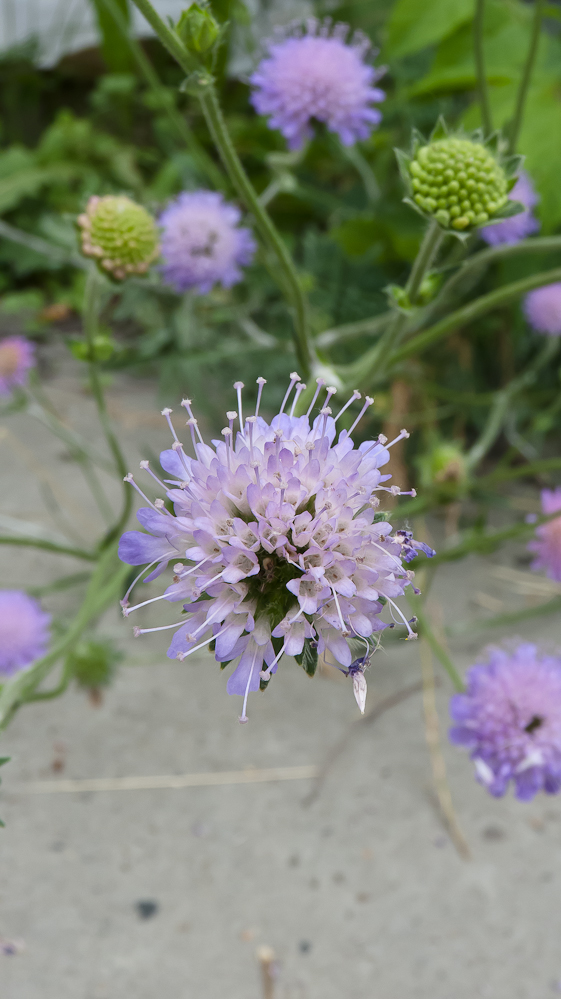 Image of Knautia arvensis specimen.