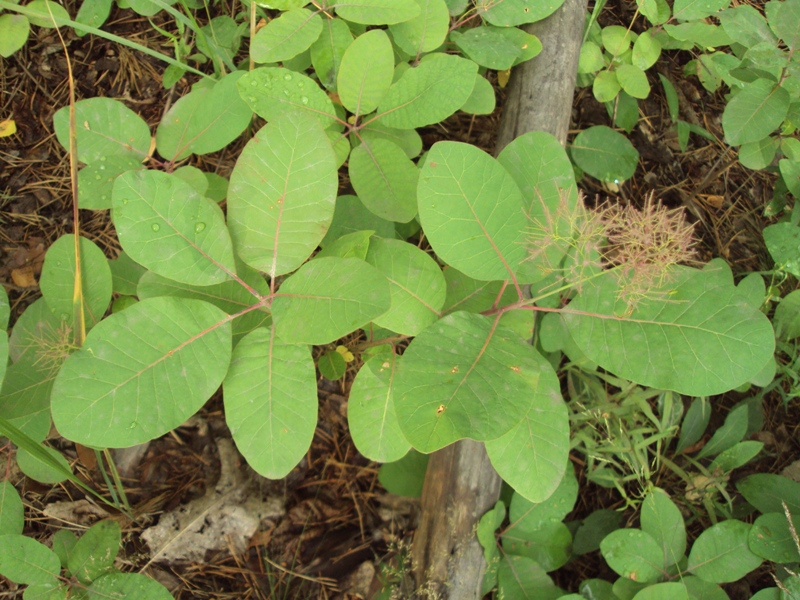 Image of Cotinus coggygria specimen.