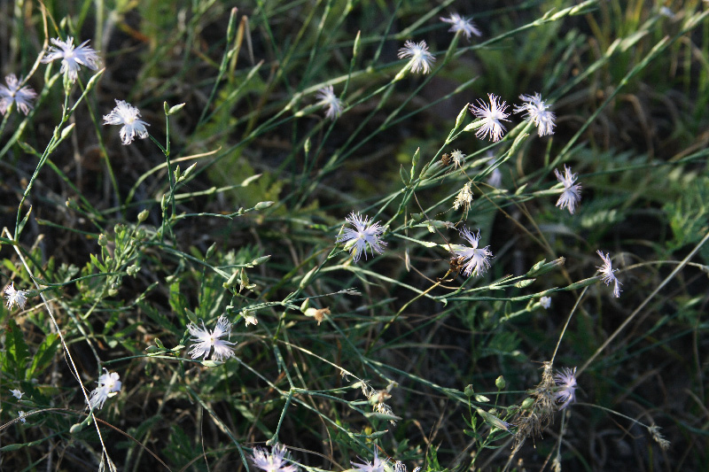 Image of Dianthus angrenicus specimen.