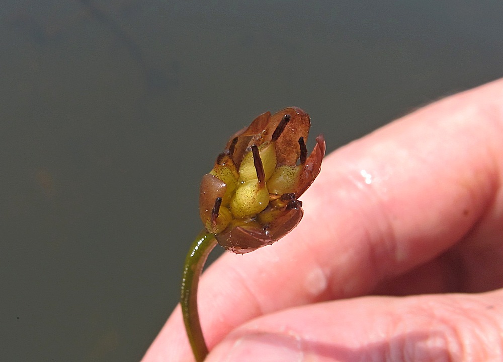 Image of Brasenia schreberi specimen.