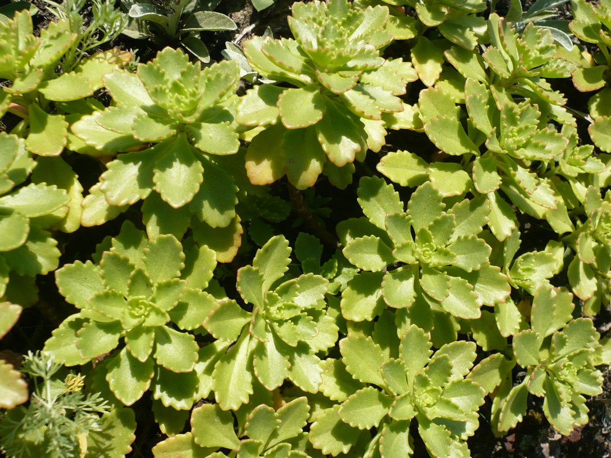 Image of Aizopsis hybrida specimen.