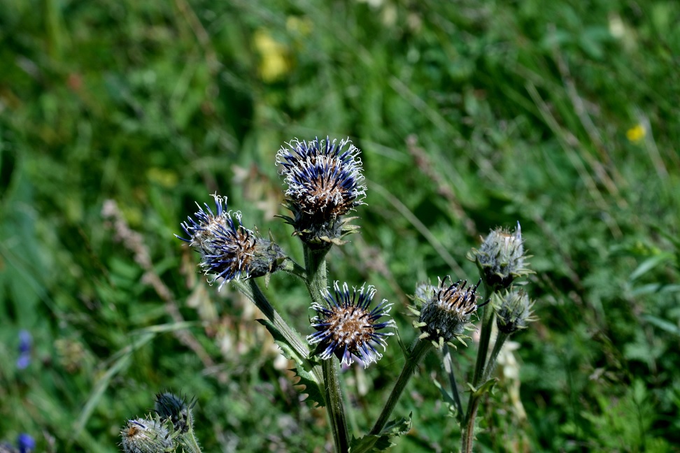 Image of Saussurea sordida specimen.