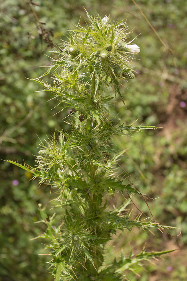 Image of Cirsium candelabrum specimen.