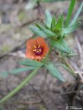 Anagallis arvensis