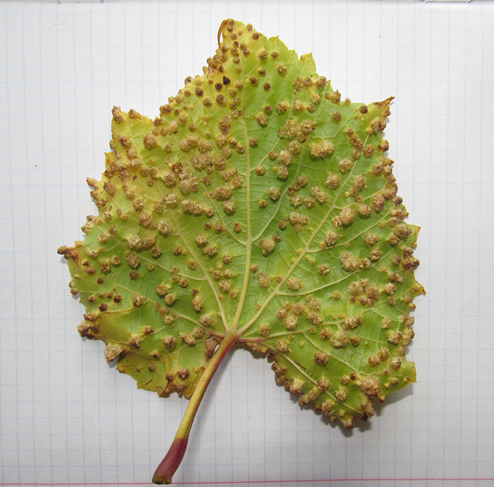 Image of Vitis vinifera specimen.