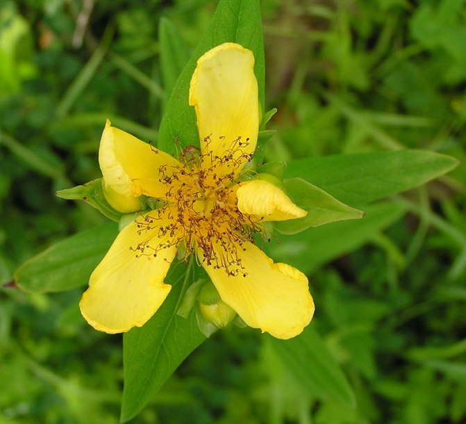 Изображение особи Hypericum ascyron.