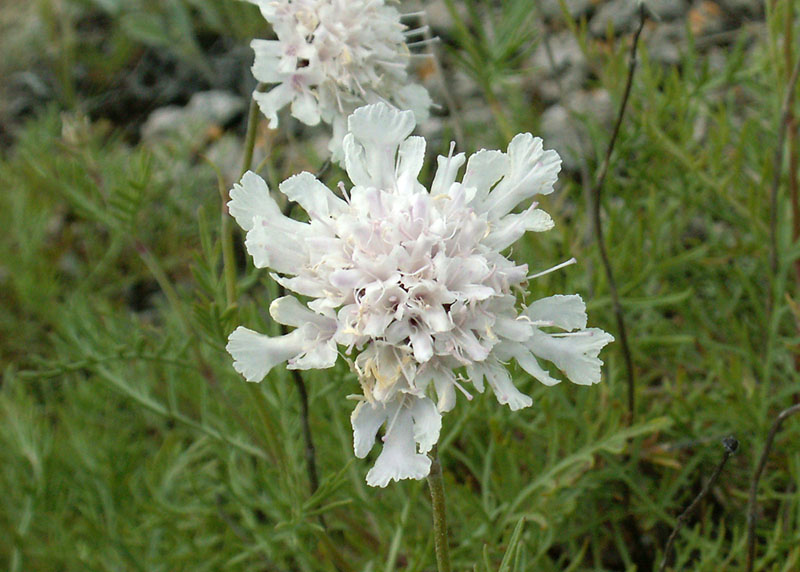 Image of Lomelosia isetensis specimen.