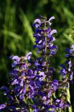 Salvia pratensis