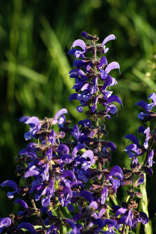 Изображение особи Salvia pratensis.