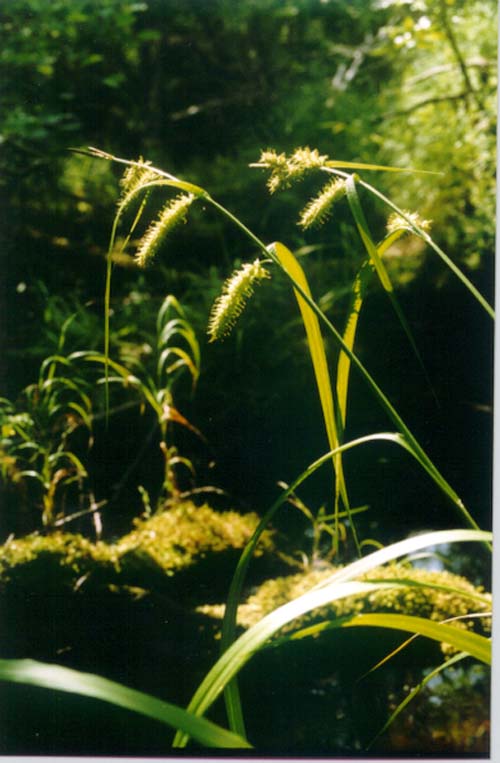 Изображение особи Carex rhynchophysa.