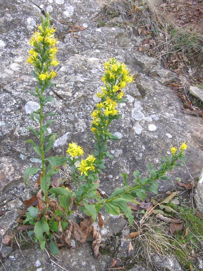 Image of Solidago virgaurea ssp. taurica specimen.