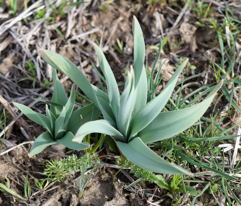 Image of Eremurus cristatus specimen.