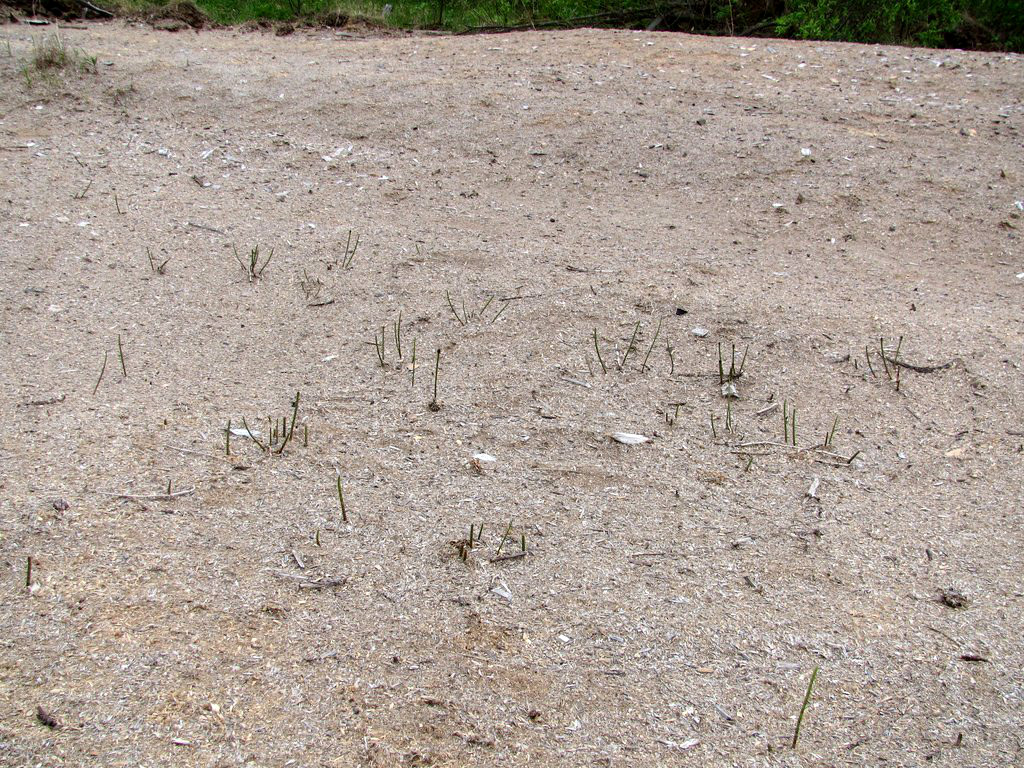 Image of Equisetum fluviatile specimen.