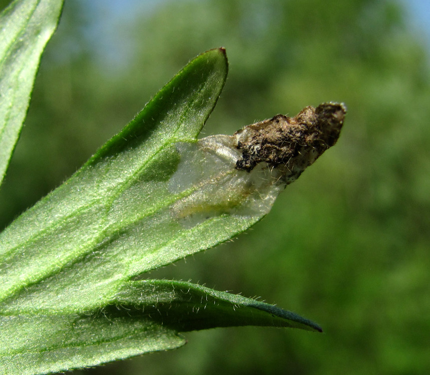 Image of Ranunculus acris specimen.