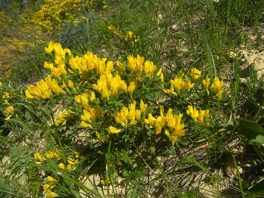 Image of Chamaecytisus ruthenicus specimen.