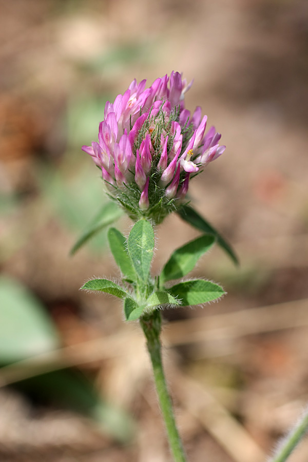 Изображение особи Trifolium pratense.