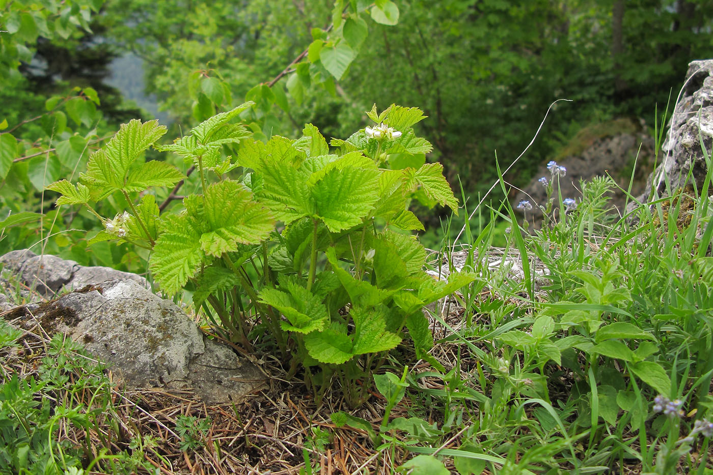 Image of Rubus saxatilis specimen.