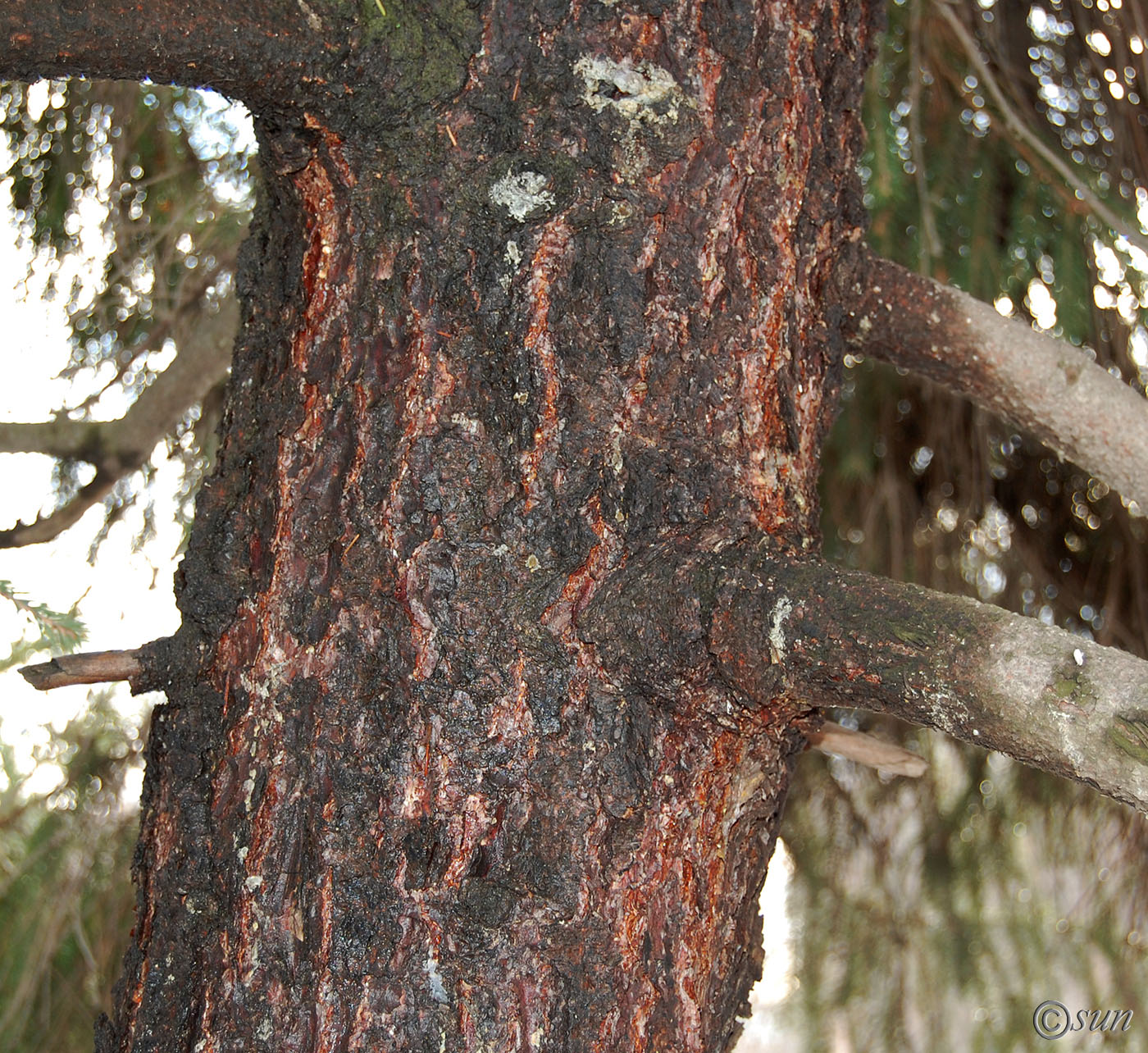 Image of Picea abies specimen.