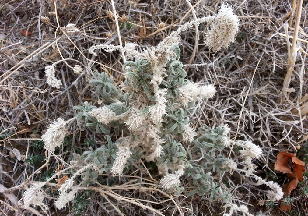 Image of Echium angustifolium specimen.