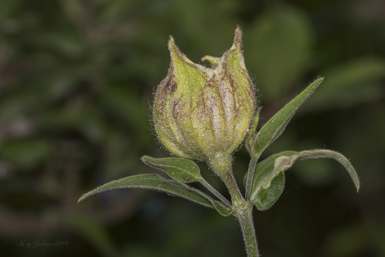 Изображение особи Melandrium latifolium.