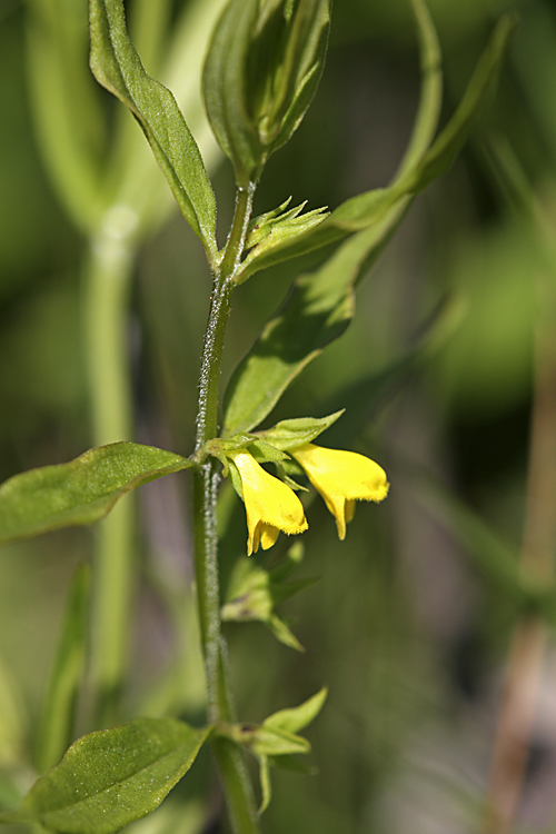 Image of Melampyrum sylvaticum specimen.