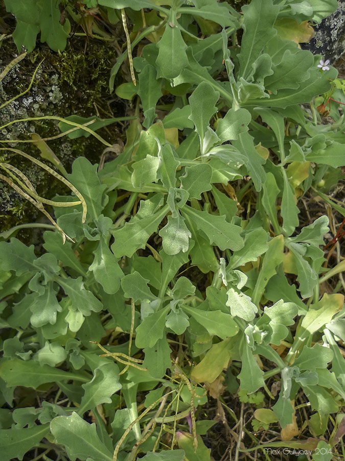 Image of Arabis caucasica specimen.