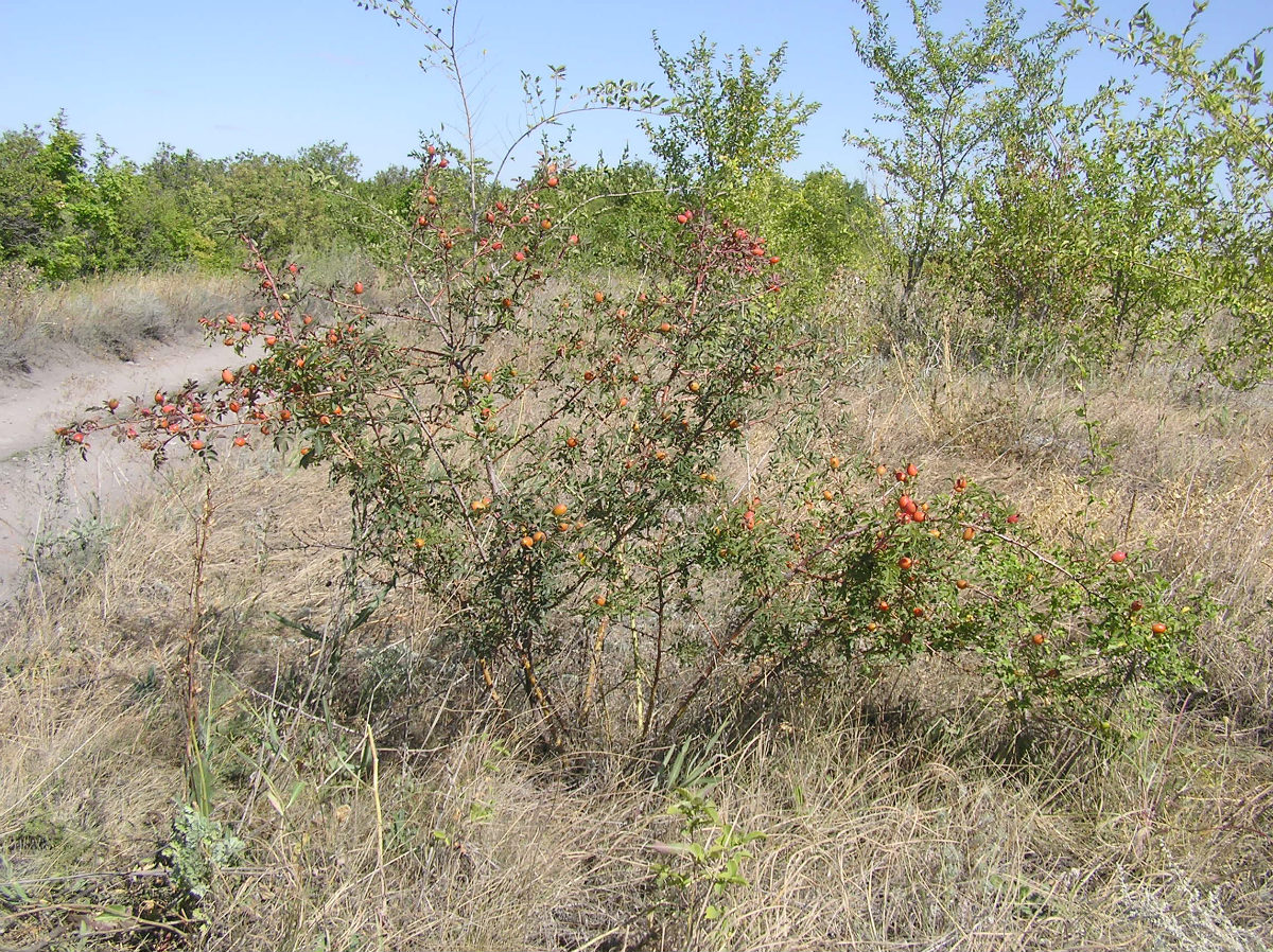 Image of genus Rosa specimen.